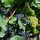 Image de couverture : Gîtes à Colombé-la-Fosse