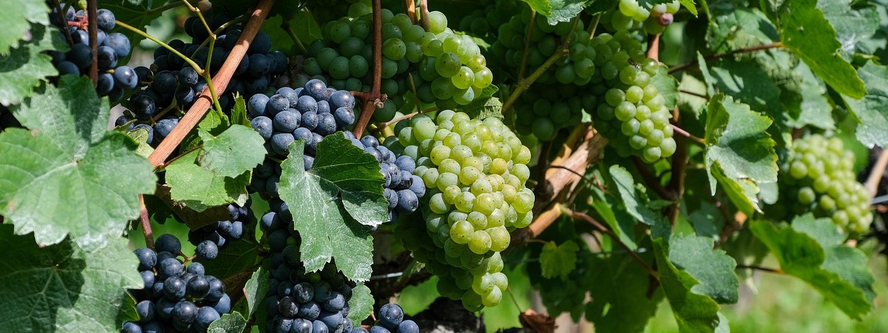 Vue sur une grappe de raisin à Colombé-la-Fosse 10 Aube