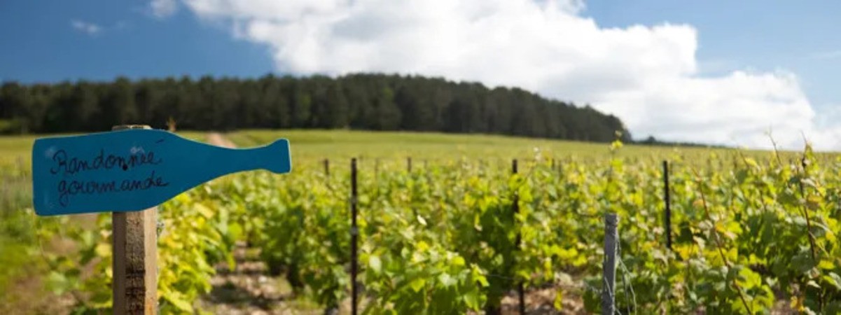 Vue sur les vignes de L'Aube 10