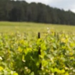 Vue sur les vignes de L'Aube 10