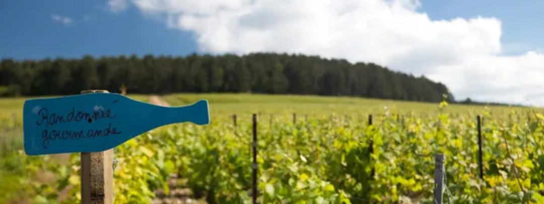 Vue sur les vignes de L'Aube 10