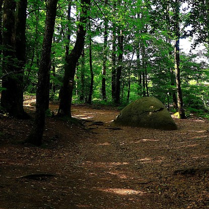 vue sur la foret Baye Marne