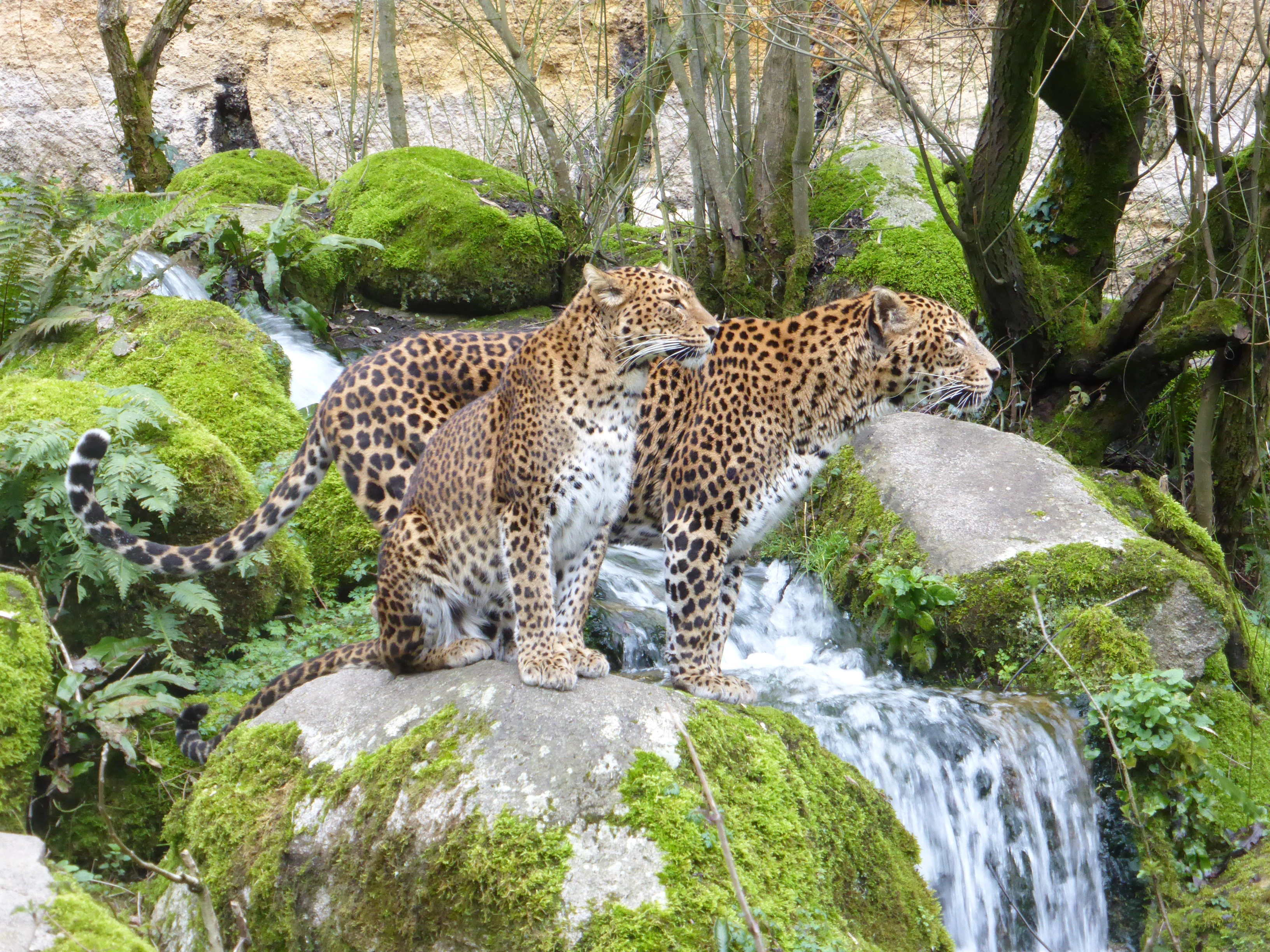 Un couple de Panthère de Ceylan au Bioparc de Doué-la-Fontaine.
