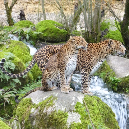 Un couple de Panthère de Ceylan au Bioparc de Doué-la-Fontaine.