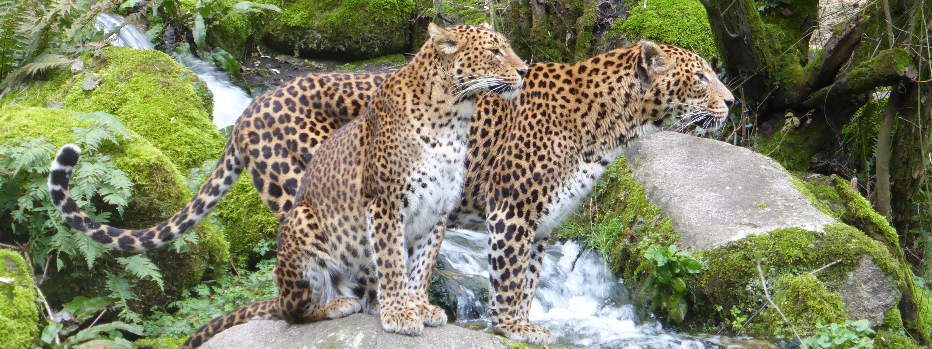 Un couple de Panthère de Ceylan au Bioparc de Doué-la-Fontaine.