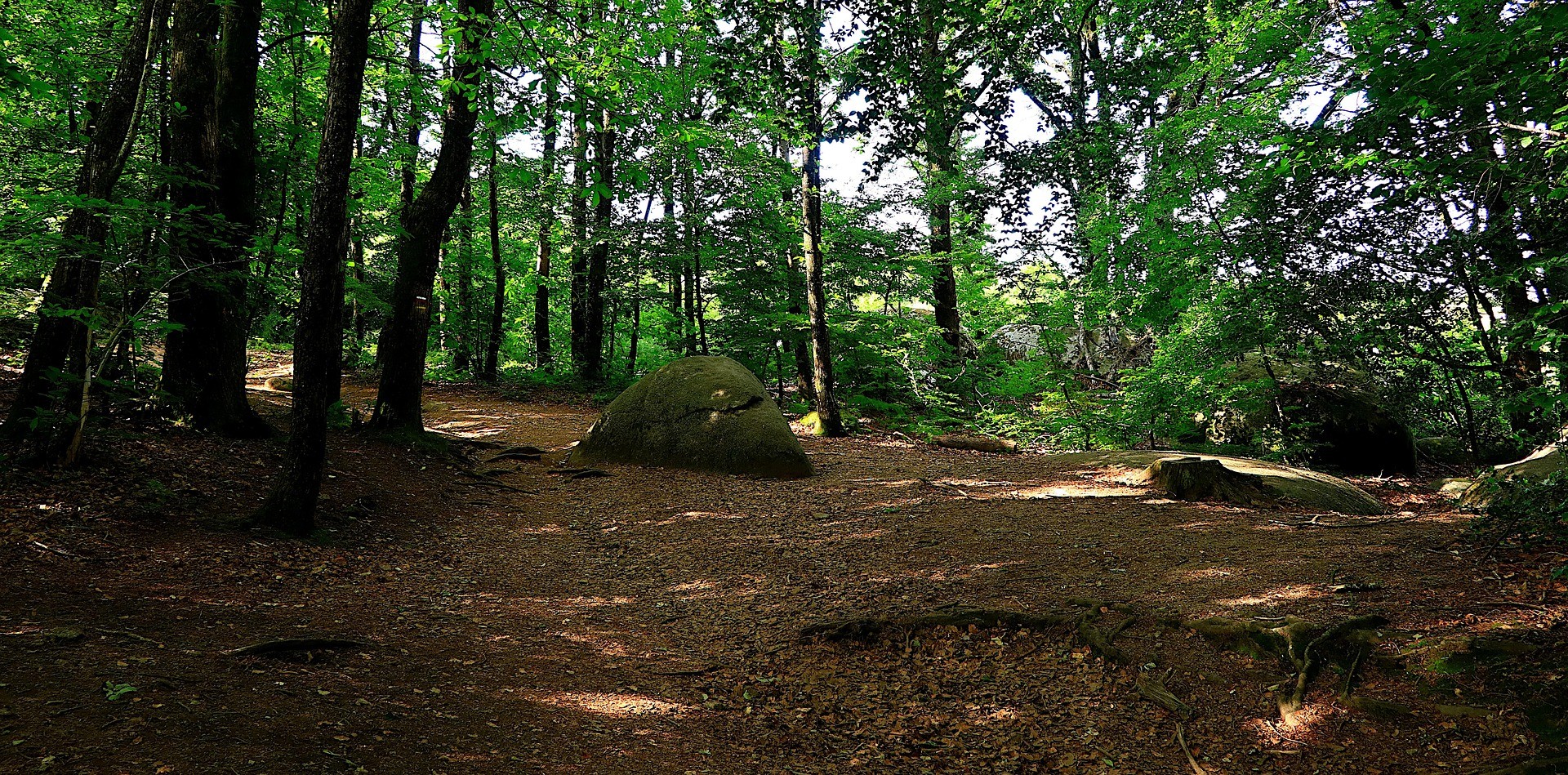 vue sur la foret Baye Marne