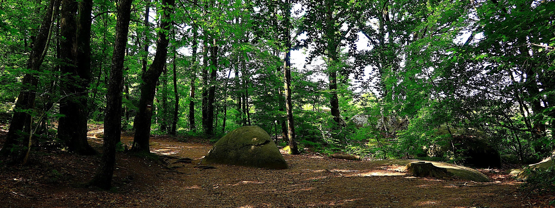 vue sur la foret Baye Marne