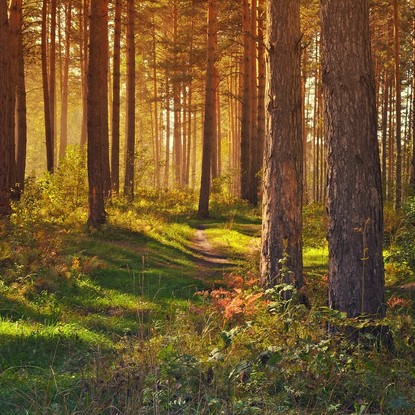 Vue sur la nature et la foret à Coulommes-la-Montagne dans la Marne 51
