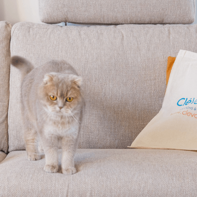 Image de couverture : Locations de vacances avec animaux acceptés