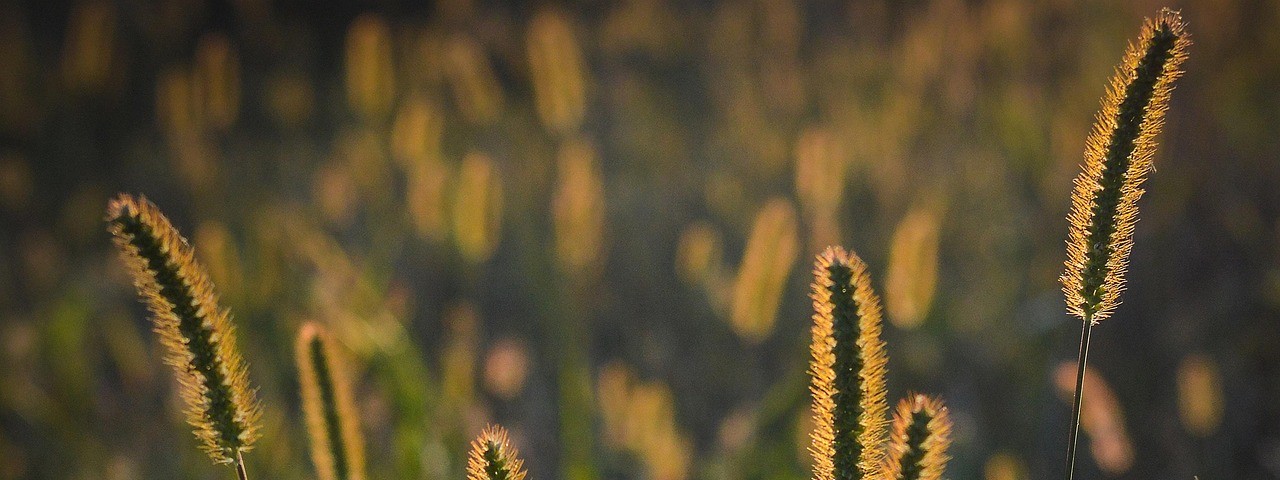 Vue sur la nature et les champs à Montiéramey dans l'aube 10
