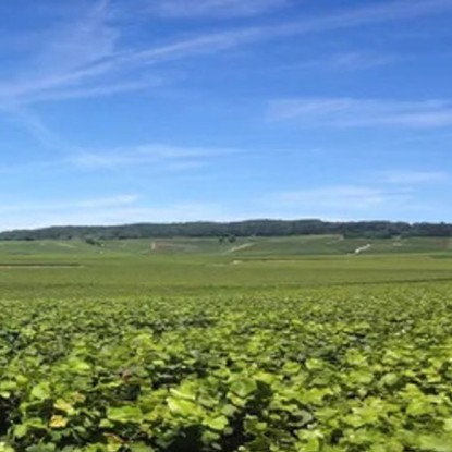 Vue sur la nature près de vitry le françois 51