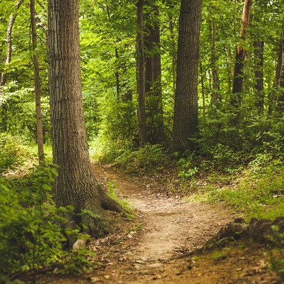 Vue sur la foret à Haussignémont Marne 51