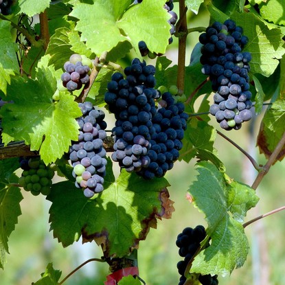 Vue sur les Vignes à Vouzy 51 Marne
