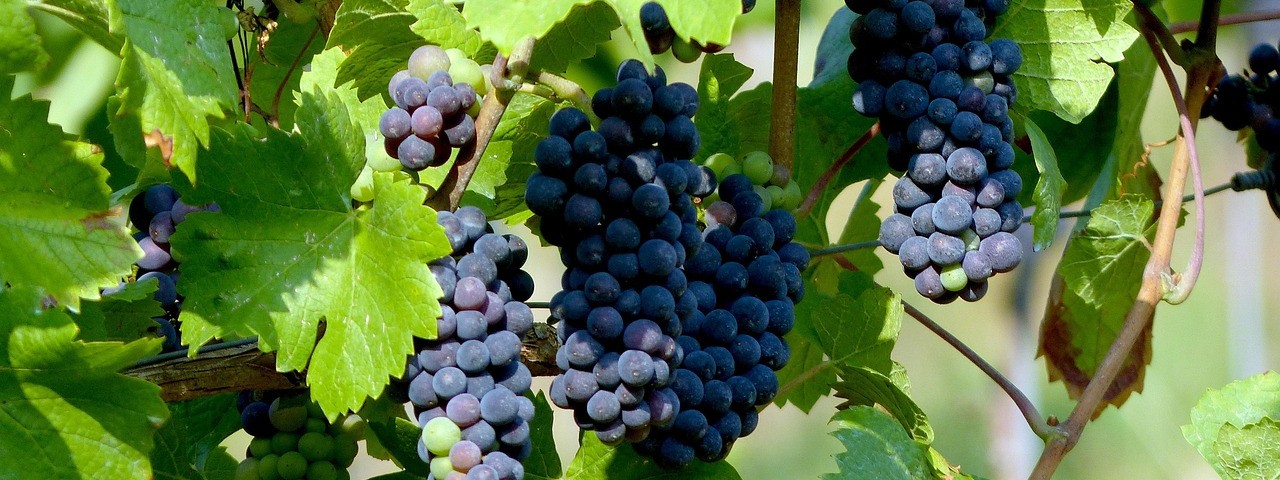 Vue sur les Vignes à Vouzy 51 Marne