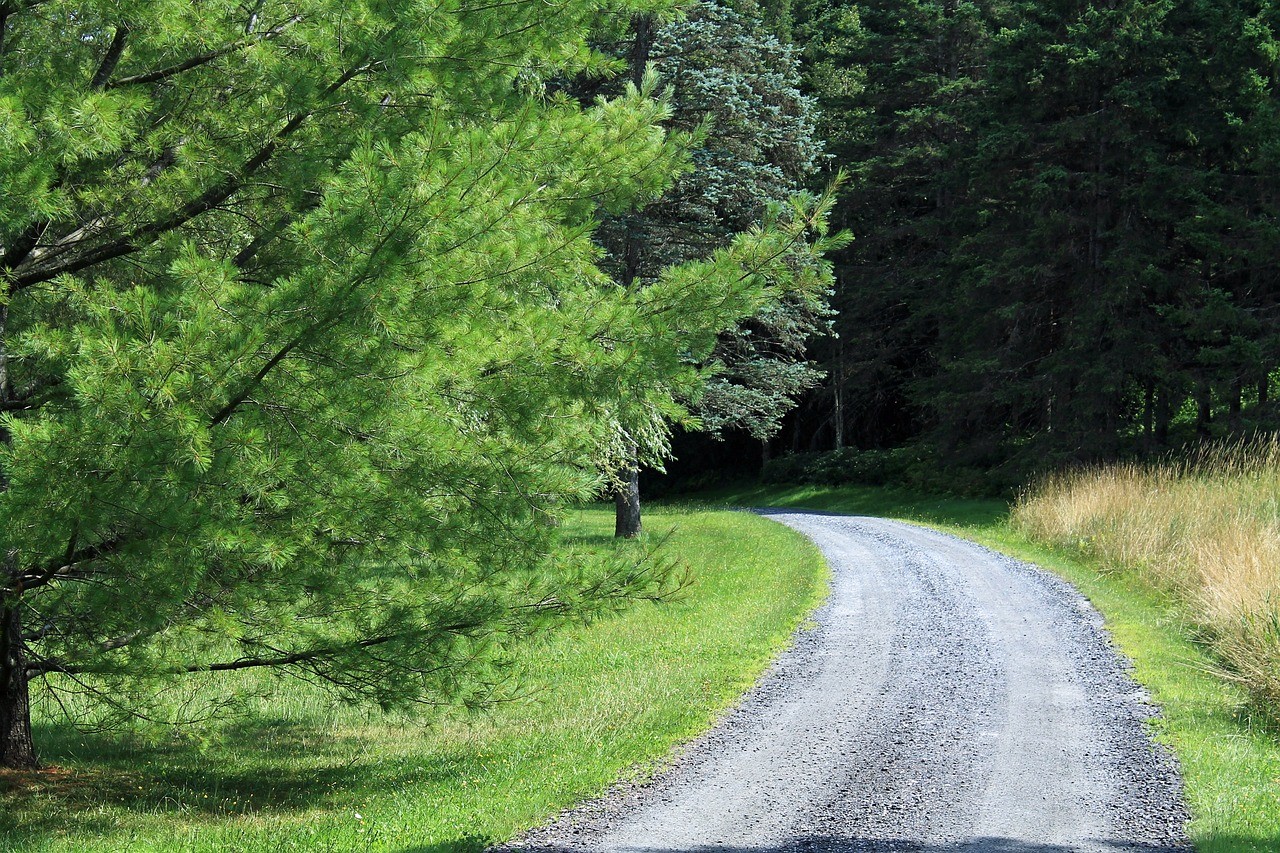 Vue sur l'entrée d"une foret à Bucey-en-Othe 51 Marne