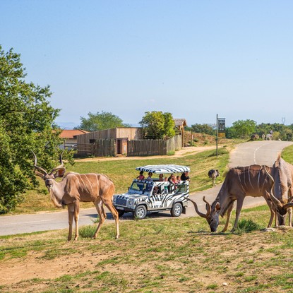 Image de couverture : Safari de Peaugres