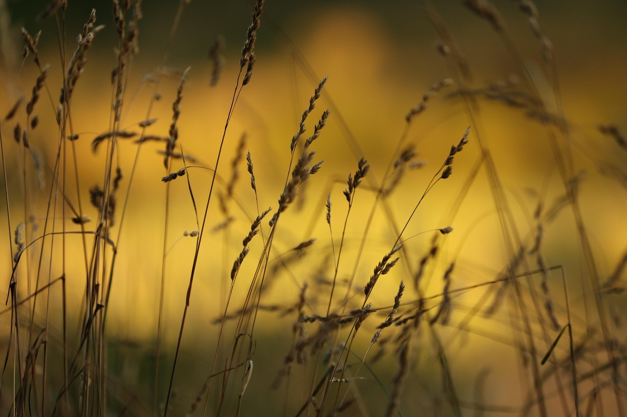 View of the meadow at Saint-Gibrien Marne 51