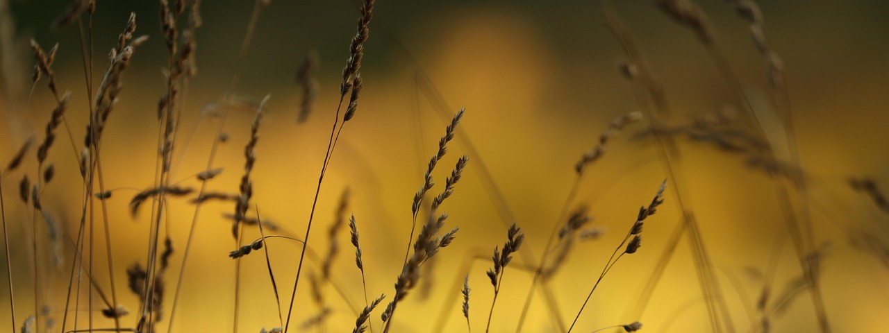 Vue sur la prairie à Saint-Gibrien Marne 51