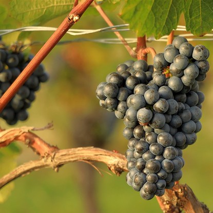 Vue sur les vignes à Dormans 51 Marne