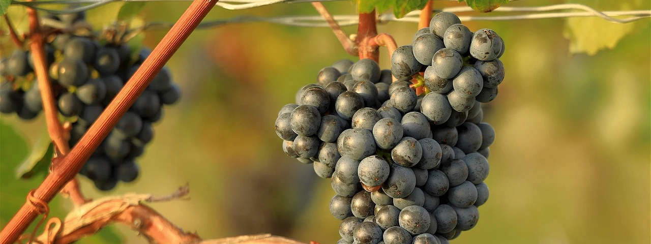 Vue sur les vignes à Dormans 51 Marne