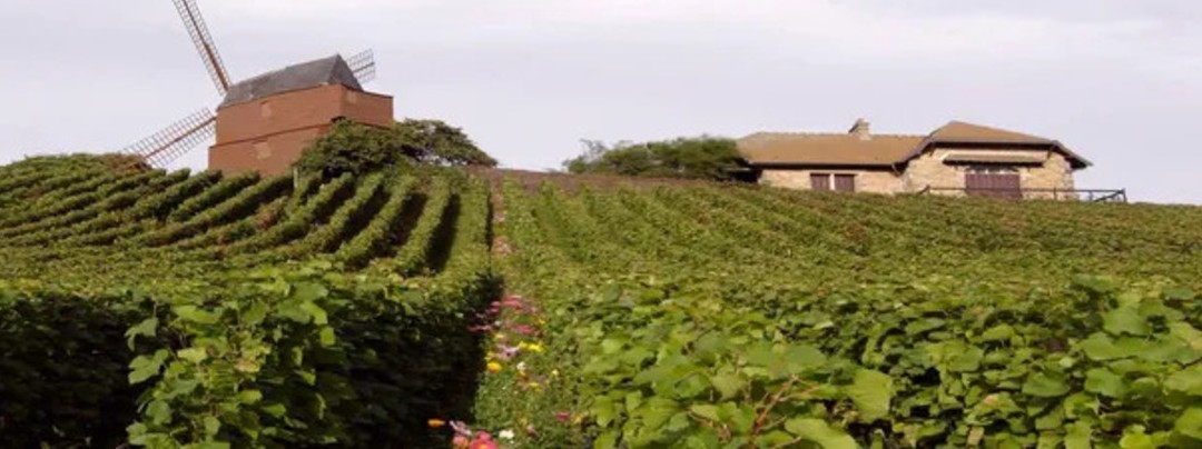 Vue sur un moulin et les vignes dans la Marne 51