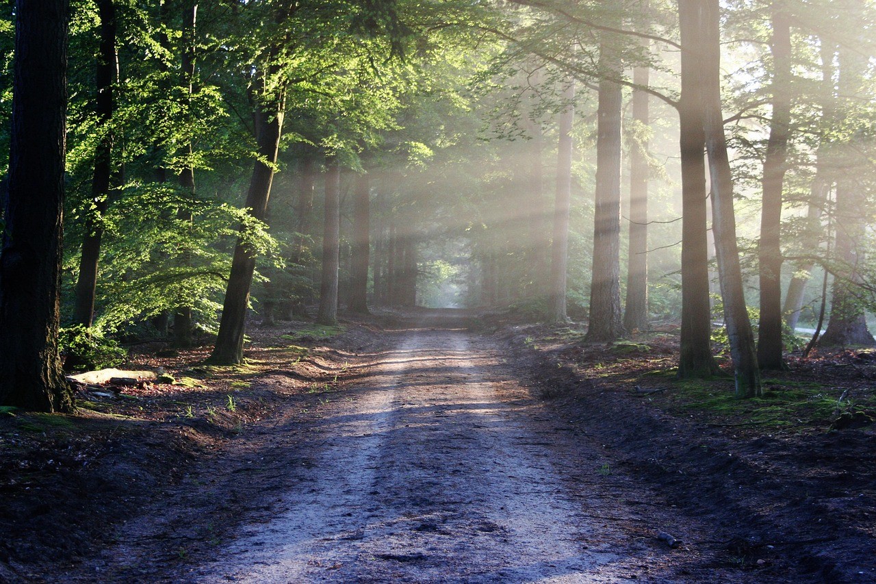 Chemin forestier à Bar sur Aube 10 Aube