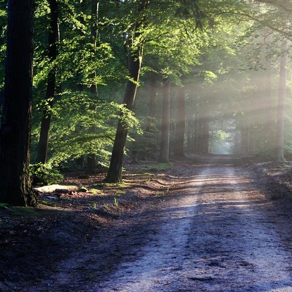 Chemin forestier à Bar sur Aube 10 Aube