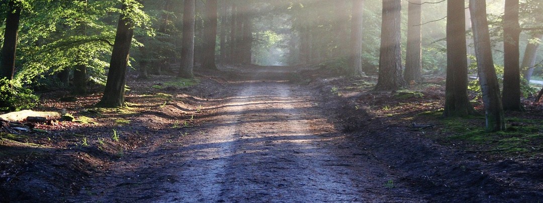 Chemin forestier à Bar sur Aube 10 Aube