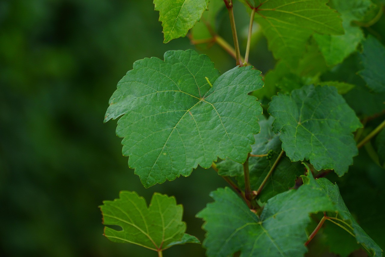 Vue sur une feuille de Vignes à Courthiézy 51 Marne
