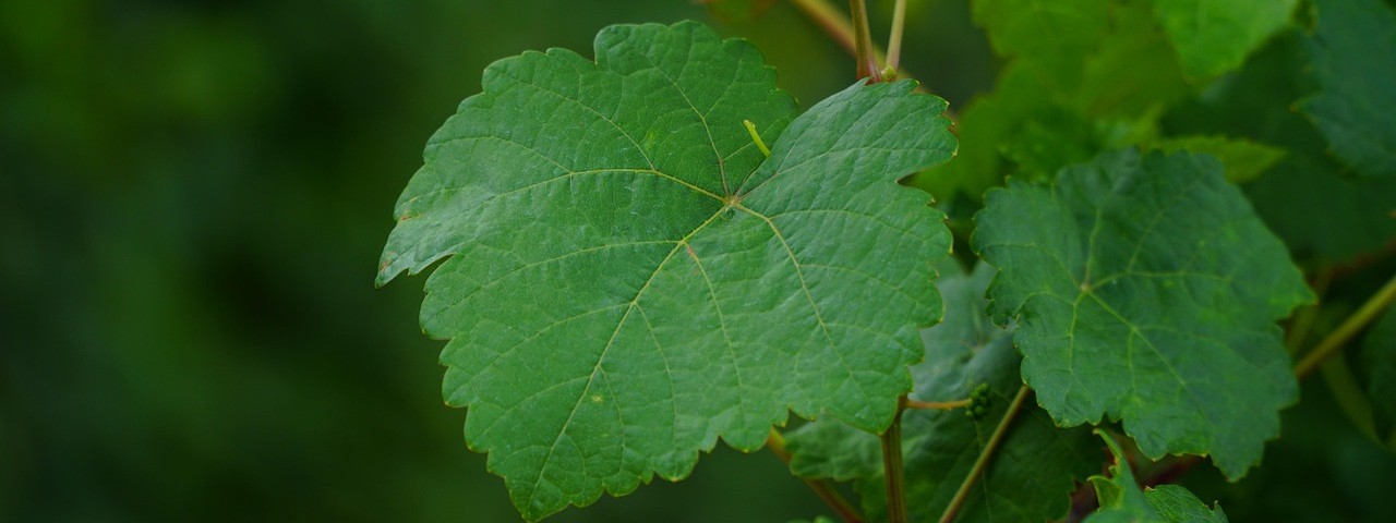 Vue sur une feuille de Vignes à Courthiézy 51 Marne