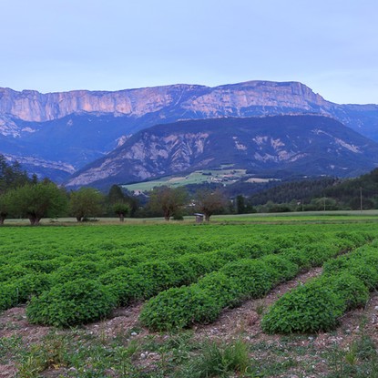 Cover image: Cottages in Die