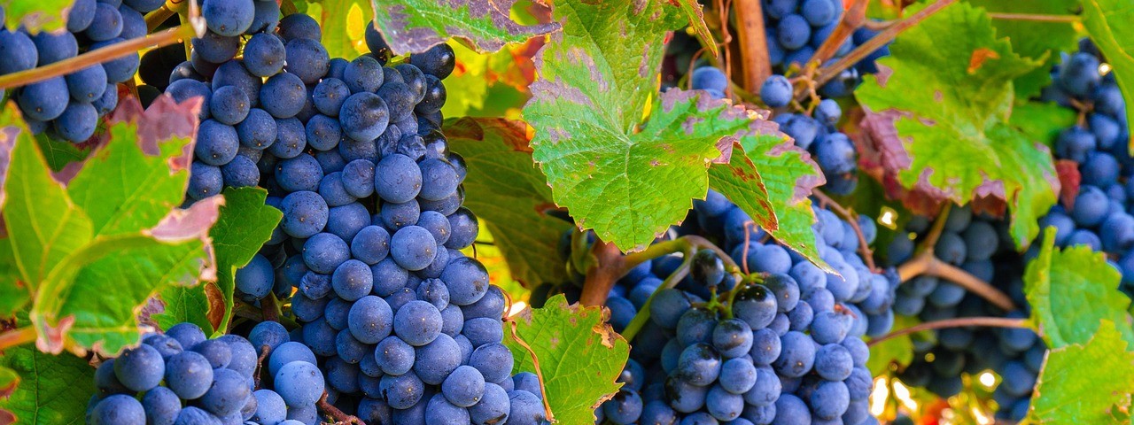 Vue sur les vignes à Châtillon-sur-Morin 51 Marne