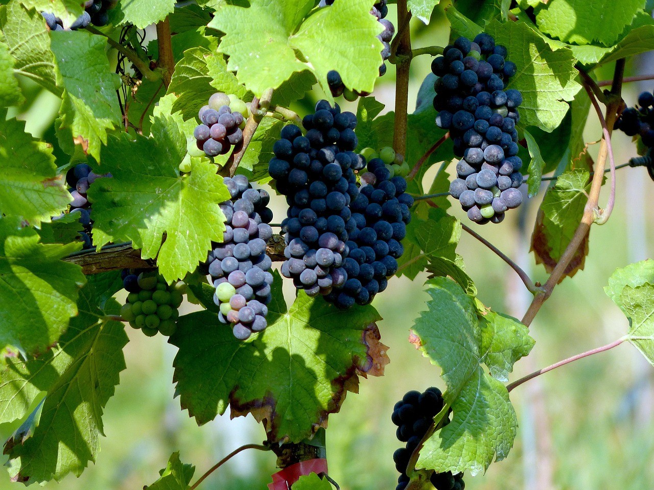 View of the vineyards at Vouzy Marne 51
