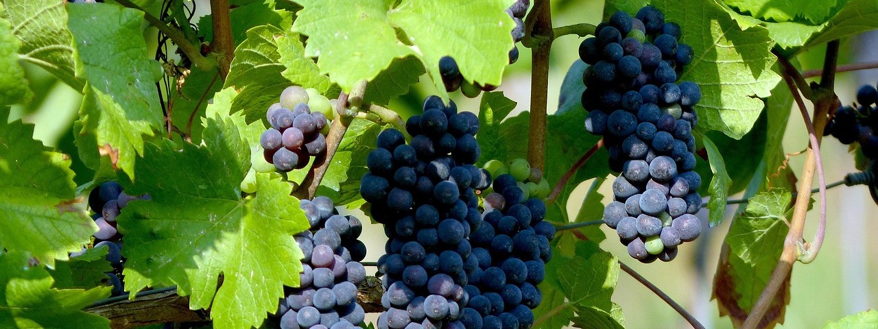 Vue sur les vignes à Vouzy Marne 51
