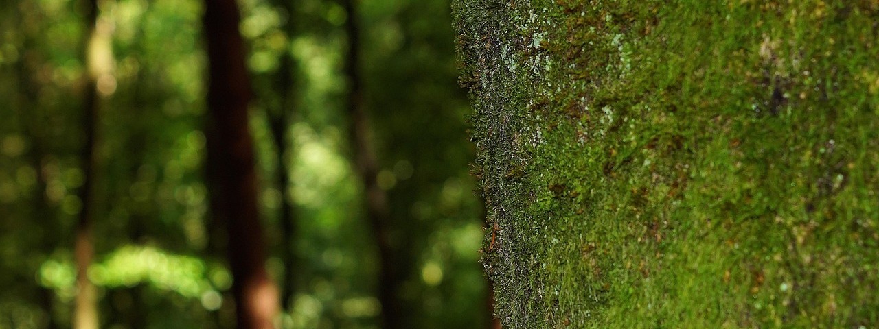 Sous bois et foret à Broyes 51 Marne
