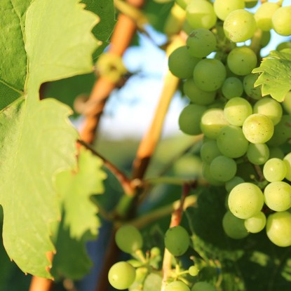 Vue sur une grappe de raisin à Meurville 10 Aube
