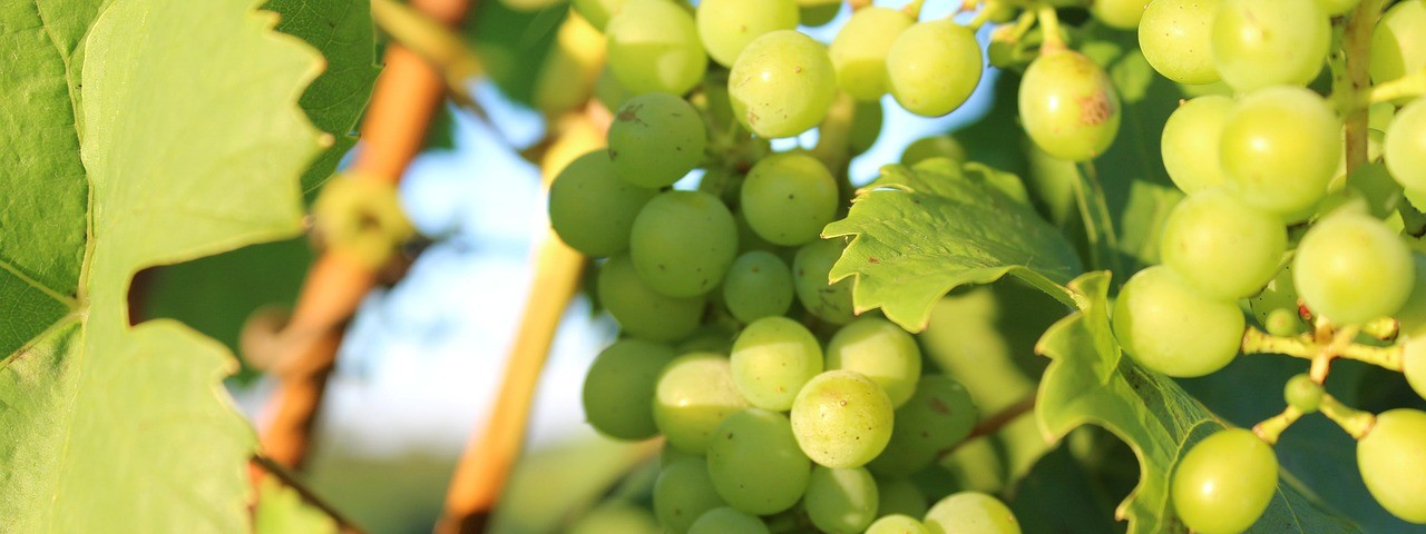 Vue sur une grappe de raisin à Meurville 10 Aube