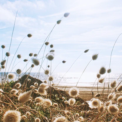 Cover image: Location de vacances à Hardelot Plage