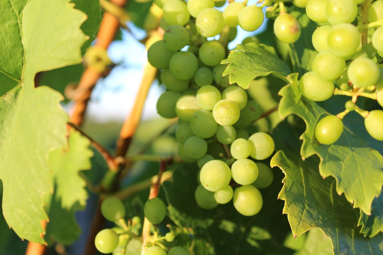 Vue sur une grappe de raisin à Meurville Aube 10