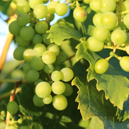 Vue sur une grappe de raisin à Meurville Aube 10