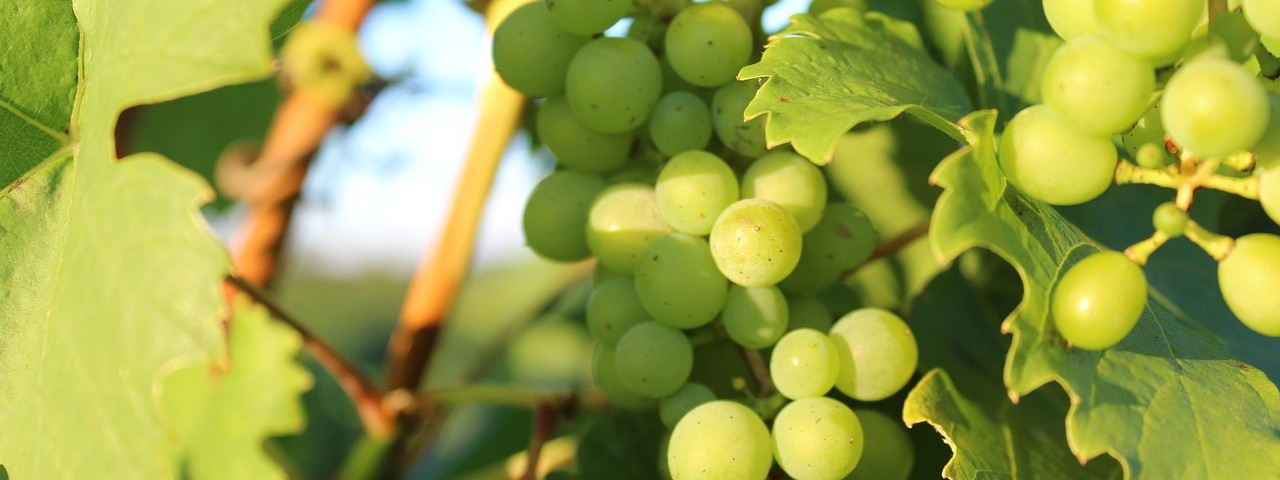 Vue sur une grappe de raisin à Meurville Aube 10