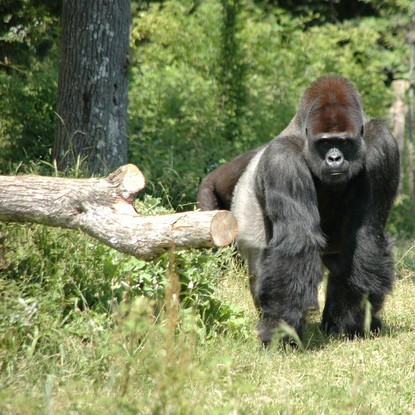 Un couple de gorilles de face dans La Vallée des Singes