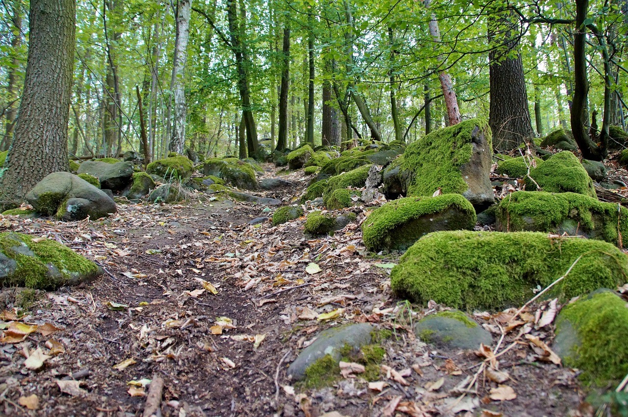 Vue chemin foret à Unchair 51 Marne