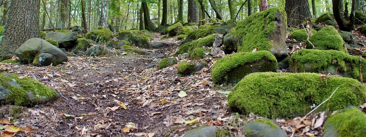 Vue chemin foret à Unchair 51 Marne