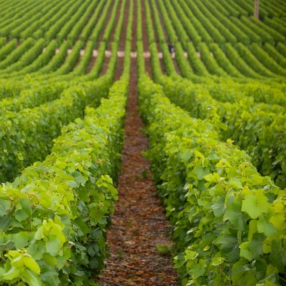 Vue des vignes à Vaudemange 51 Marne