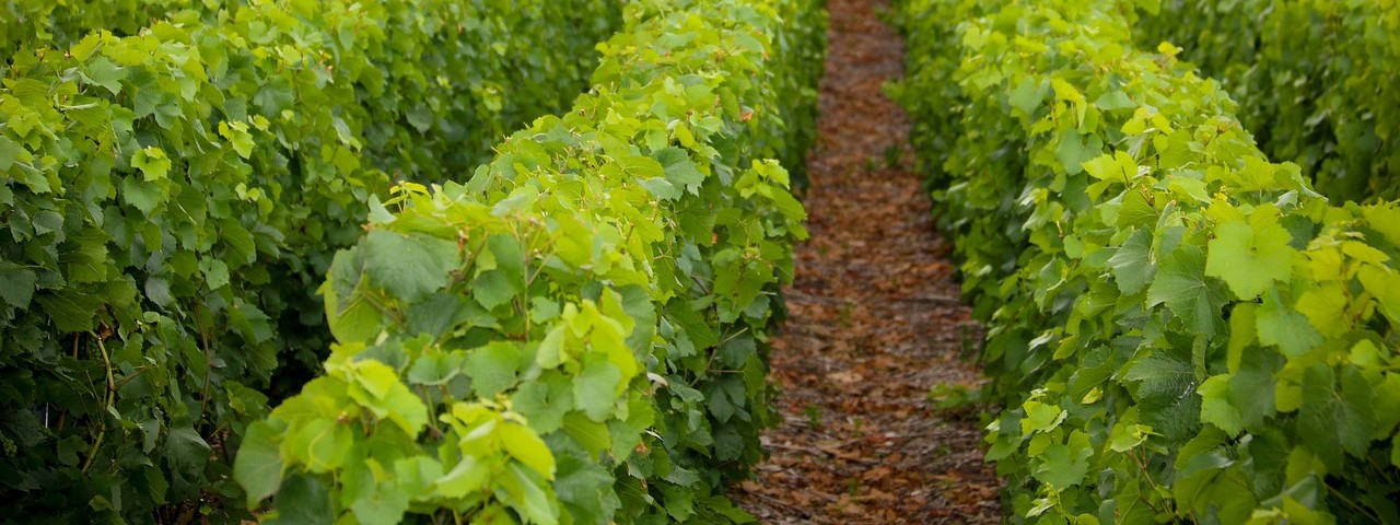 Vue des vignes à Vaudemange 51 Marne