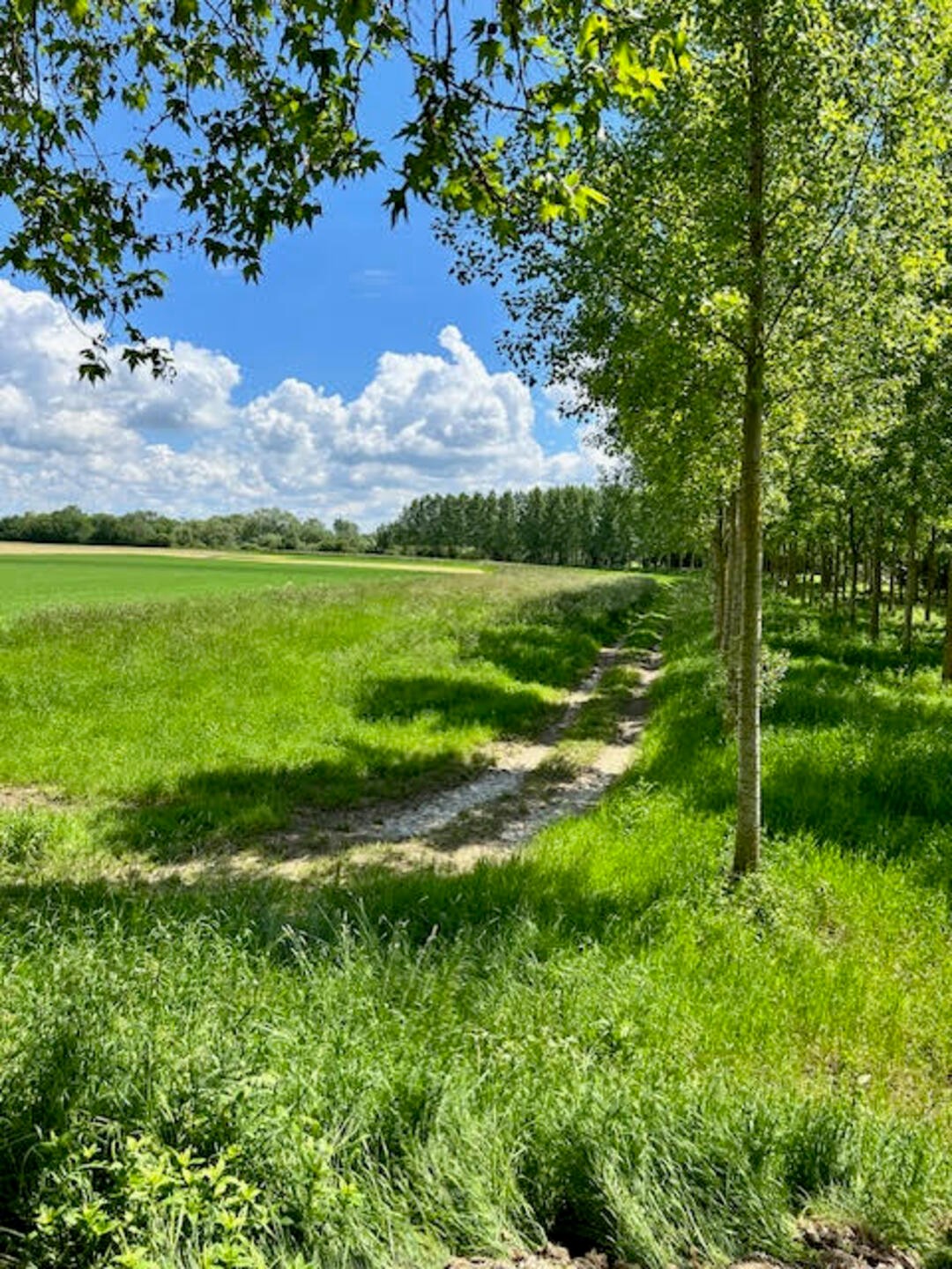 Cover image: Locations de vacances à Fleury-la-Rivière – Séjour au cœur des vignobles
