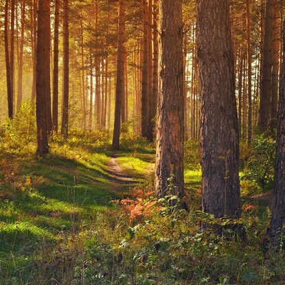 Vue sur la nature et la foret à Coulommes-la-Montagne Marne 51