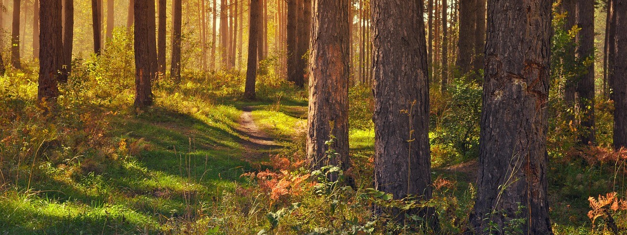 Vue sur la nature et la foret à Coulommes-la-Montagne Marne 51