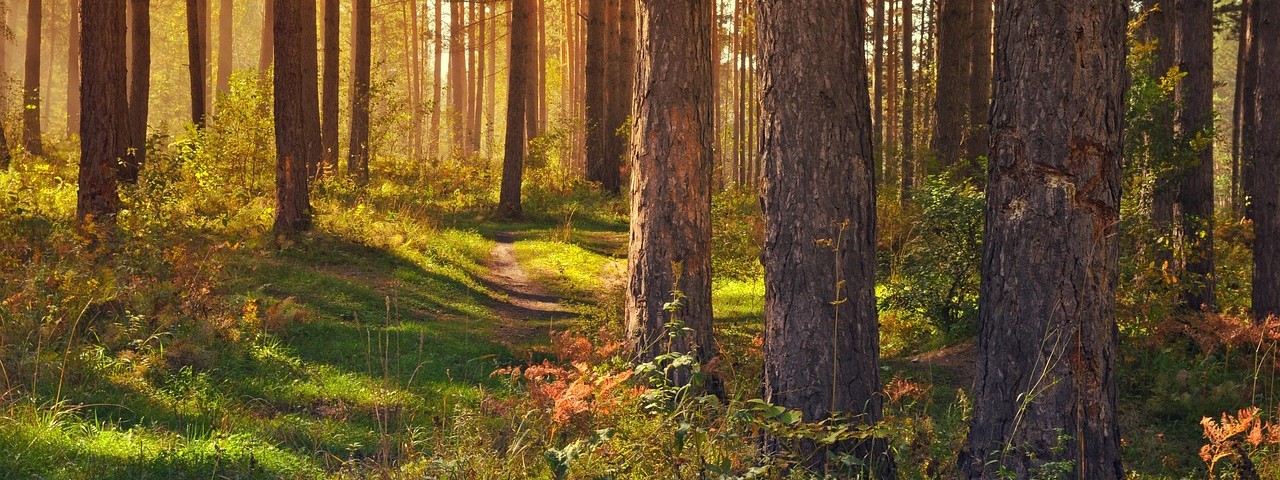 Vue sur la foret à Isles-sur-Suippe 51 Marne